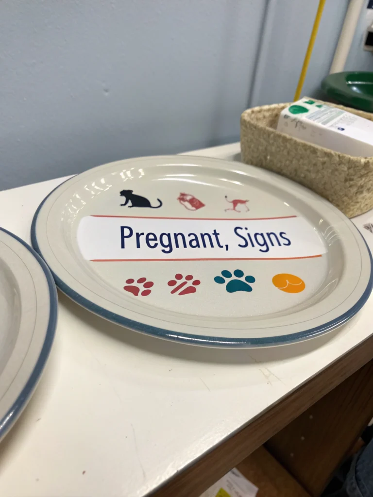 كيف تعرف إذا كانت قطتك حامل